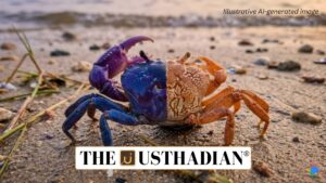 Rare Gynandromorphy Found in Vela carli Crab