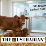 IVRI Achieves Breakthrough in Sahiwal Calf Production