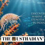 Discovery of Rare Marine Amphipod Stenothoe lowryi in Indian Waters