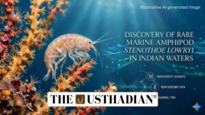 Discovery of Rare Marine Amphipod Stenothoe lowryi in Indian Waters