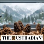 Gucchi Mushroom Breakthrough in Kashmir