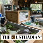 Indian Softshell Turtle Rescue Exposes Wildlife Trade Crisis