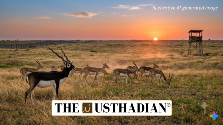 Blackbuck Reintroduction Strengthens Banni Grassland Conservation