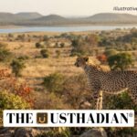 Gandhi Sagar Emerges as India’s Second Cheetah Habitat