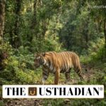 Buxa Tiger Reserve and the Revival of Its Tiger Population