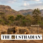 Asiatic Lions Expand Their Habitat to Barda Wildlife Sanctuary