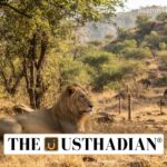 Barda Emerges as a Second Habitat for Asiatic Lions