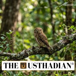 Rare Forest Owlet Spotted in Kuno National Park
