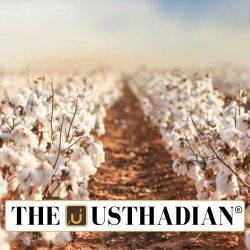 Kapas Kranti Mission Boosts Cotton Productivity in India