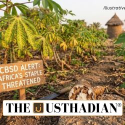 Cassava Brown Streak Disease Threatens Africa’s Staple Crop