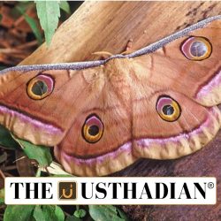 Atlas Moth Spotted in Karnataka