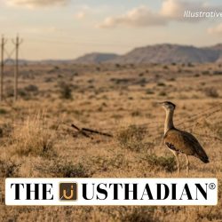 Great Indian Bustard Recovery Faces Major Habitat Challenges
