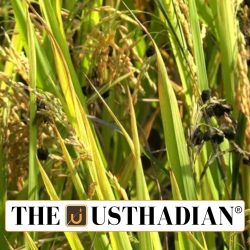 False Smut Crisis Hits Punjab Paddy Fields