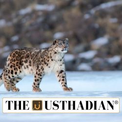 Rising Snow Leopard Numbers in Himachal Pradesh