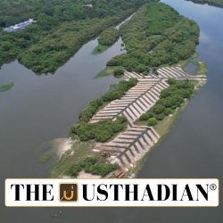 New Mangrove Belt in Adyar Estuary