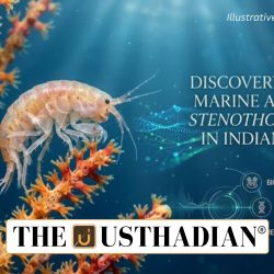 Discovery of Rare Marine Amphipod Stenothoe lowryi in Indian Waters