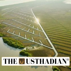 Mangrove Restoration Efforts in Tamil Nadu