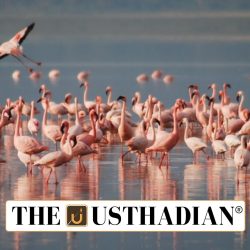 Tamil Nadu Declares Dhanushkodi a Flamingo Sanctuary