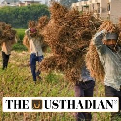 Kuruvai Paddy Procurement Drive in Tamil Nadu