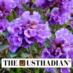 Kurinji Blooms Return to Gudalur Forests