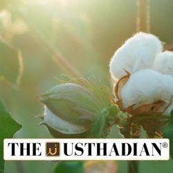 Cotton Cultivation Decline in Tamil Nadu