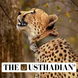 Nauradehi Wildlife Sanctuary Set for Cheetah Reintroduction