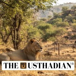 Barda Emerges as a Second Habitat for Asiatic Lions