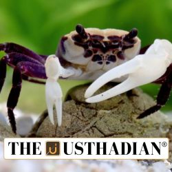 Unique Freshwater Crabs Identified in Kerala Highlands