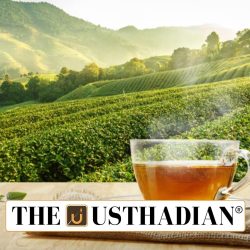 India Sees Modest Rise in Tea Exports in FY 2024-25