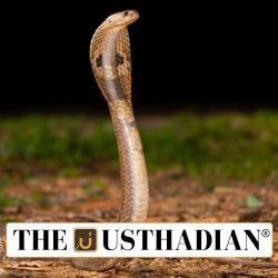 Naagam App for Ethical Snake Rescue in Tamil Nadu